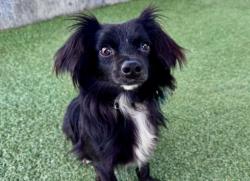 Shelter Stray Male Dog last seen , Los Angeles, CA 90025