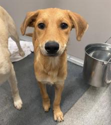 Shelter Stray Female Dog last seen S LAREDO ST, San Antonio, TX 78227