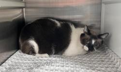 Shelter Stray Male Cat last seen N PARK AVE, Pearland, TX 77581