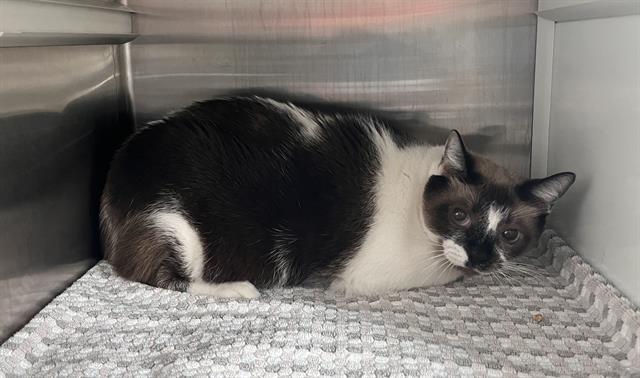 Shelter Stray Male Cat last seen N PARK AVE, Pearland, TX 77581