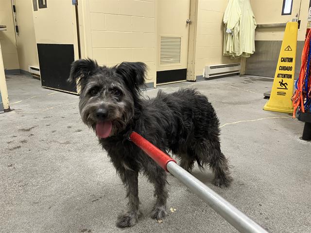 Shelter Stray Unknown Dog last seen Near BLOCK 16TH AVE S, SEATAC WA 98168, Kent, WA 98032