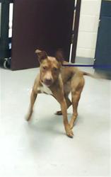 Shelter Stray Female Dog last seen Near VERGELAND DR, HOPE MILLS NC 28348, Fayetteville, NC 28306