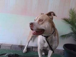Shelter Stray Male Dog last seen , Irwindale, CA 91706