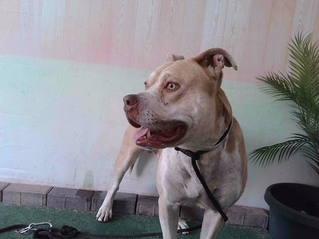 Shelter Stray Male Dog last seen , Irwindale, CA 91706
