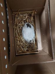Shelter Stray Unknown Bird last seen PRIMOAK WAY / PLAINOAK WAY, Elk Grove, CA 95624