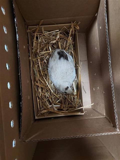 Shelter Stray Unknown Bird last seen PRIMOAK WAY / PLAINOAK WAY, Elk Grove, CA 95624