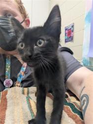Shelter Stray Male Cat last seen PARK MEADOWS DR / PARKGROVE CT, Elk Grove, CA 95624