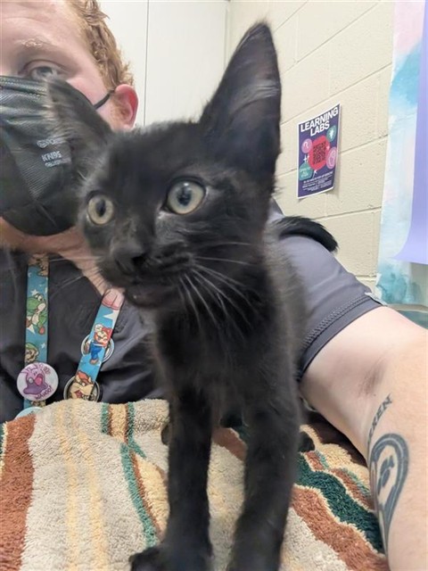 Shelter Stray Male Cat last seen PARK MEADOWS DR / PARKGROVE CT, Elk Grove, CA 95624