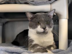 Shelter Stray Male Cat last seen , Camarillo, CA 93010