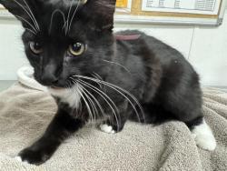 Shelter Stray Female Cat last seen , Camarillo, CA 93010