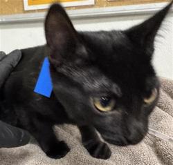 Shelter Stray Female Cat last seen , Camarillo, CA 93010