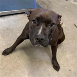 Shelter Stray Female Dog last seen , Camarillo, CA 93010