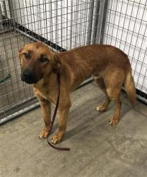 Shelter Stray Male Dog last seen Near BLOCK N MCCAFFREY AVE, FRESNO CA 93722 1100, Fresno, CA 93727