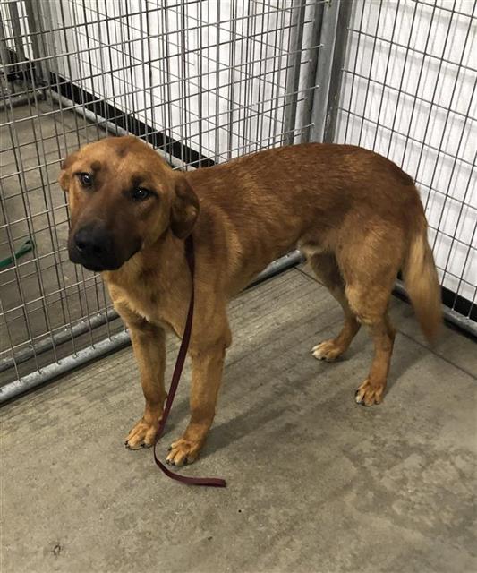 Shelter Stray Male Dog last seen Near BLOCK N MCCAFFREY AVE, FRESNO CA 93722 1100, Fresno, CA 93727