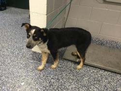 Shelter Stray Female Dog last seen Near BLOCK DESERT SANDS DESERT HOT SPRINGS CA 92240, Thousand Palms, CA 92276