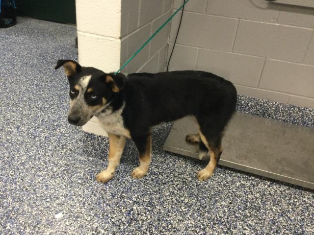 Shelter Stray Female Dog last seen Near BLOCK DESERT SANDS DESERT HOT SPRINGS CA 92240, Thousand Palms, CA 92276