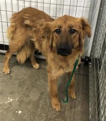 Shelter Stray Female Dog last seen Near BLOCK N MCCAFFREY AVE, FRESNO CA 93722 1100, Fresno, CA 93727
