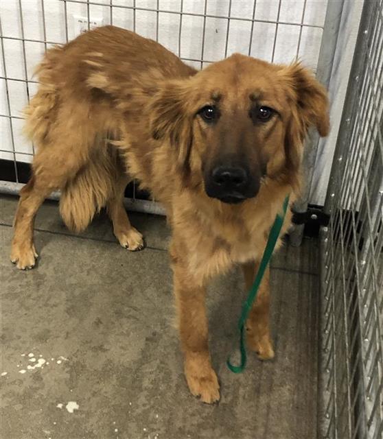 Shelter Stray Female Dog last seen Near BLOCK N MCCAFFREY AVE, FRESNO CA 93722 1100, Fresno, CA 93727