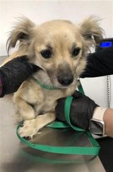 Shelter Stray Female Dog last seen Near BLOCK E SHIELDS AVE, FRESNO CA 93726 5428, Fresno, CA 93727