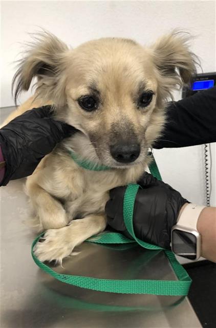 Shelter Stray Female Dog last seen Near BLOCK E SHIELDS AVE, FRESNO CA 93726 5428, Fresno, CA 93727