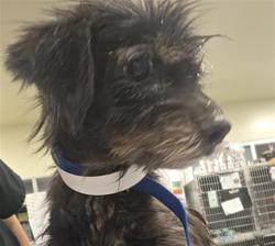 Shelter Stray Female Dog last seen Near BLOCK ELMTREE DR, PERRIS CA 92571, San Jacinto, CA 92582