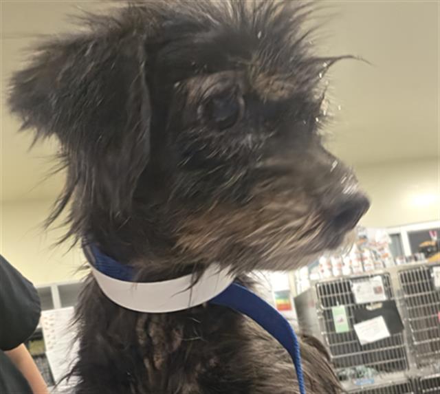 Shelter Stray Female Dog last seen Near BLOCK ELMTREE DR, PERRIS CA 92571, San Jacinto, CA 92582