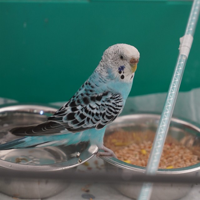 Shelter Stray Unknown Bird last seen CAPISTRANO WAY & SUN RIVER DR, Sacramento, CA 95818