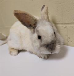 Shelter Stray Male Other last seen BANNON CREEK RD & MILLCREEK DR, Sacramento, CA 95818