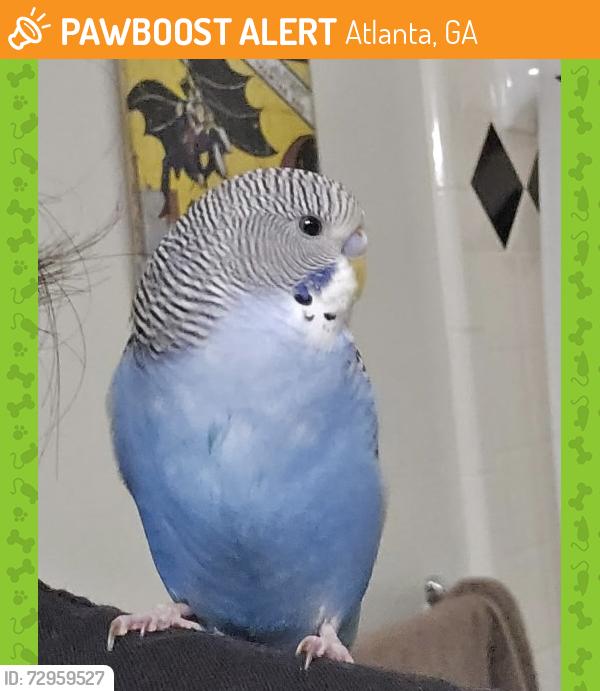 Found/Stray Male Bird last seen Near Northridge Rd, Sandy Springs, Atlanta, Ga, Atlanta, GA 30350