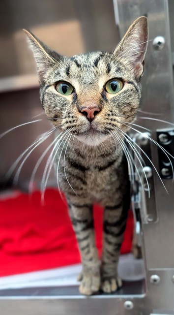 Shelter Stray Male Cat last seen Near BLOCK BEEKMAN DR, MIRAMAR FL 33025, Davie, FL 33312