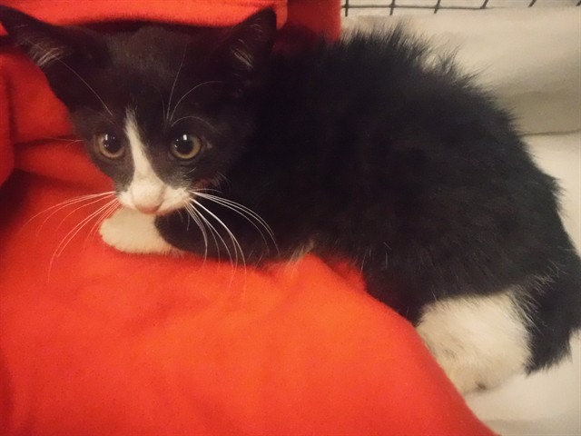 Shelter Stray Female Cat last seen Near BLOCK TURIN ST, Doral, FL 33122