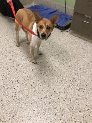 Shelter Stray Female Dog last seen Near BLOCK MONACO DR, Brighton, CO 80601