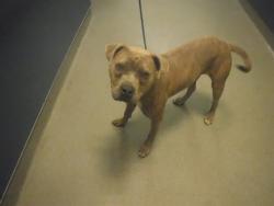 Shelter Stray Female Dog last seen Near BLOCK SW 131ST PL, Doral, FL 33122