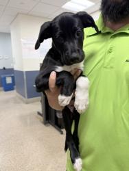 Shelter Stray Male Dog last seen LAS, Doral, FL 33122
