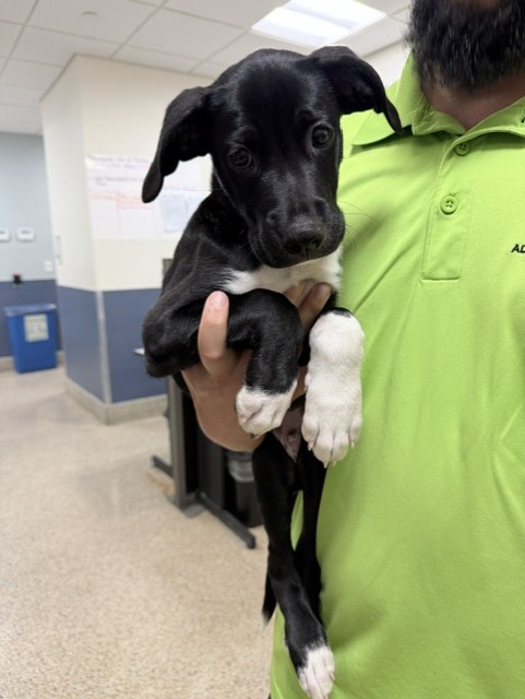 Shelter Stray Male Dog last seen LAS, Doral, FL 33122