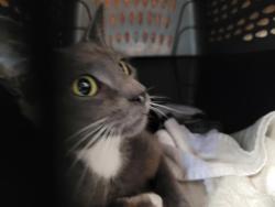 Shelter Stray Female Cat last seen , San Pedro, CA 90731