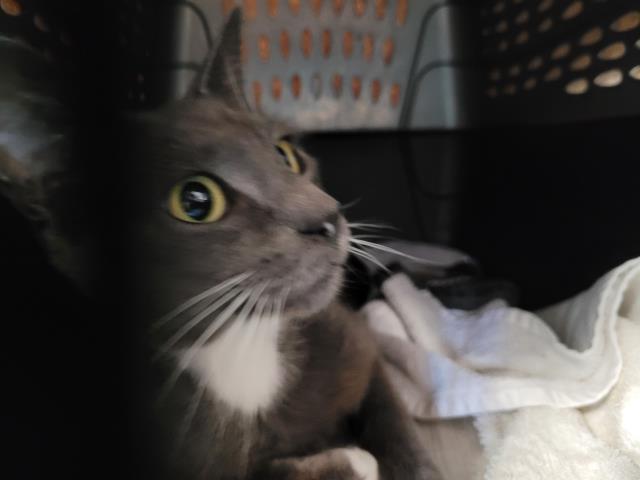 Shelter Stray Female Cat last seen , San Pedro, CA 90731