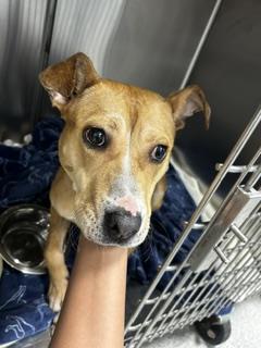 Shelter Stray Female Dog last seen Near BLOCK T-PAIN LN, TALLAHASSEE FL 32310, Tallahassee, FL 32311