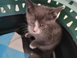 Shelter Stray Unknown Cat last seen , San Pedro, CA 90731