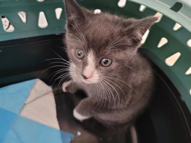 Shelter Stray Unknown Cat last seen , San Pedro, CA 90731