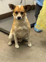 Shelter Stray Male Dog last seen , Tucson, AZ 85745