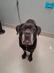 Shelter Stray Male Dog last seen Near BLOCK BOULDER HWY, LAS VEGAS NV 89121, Las Vegas, NV 89101