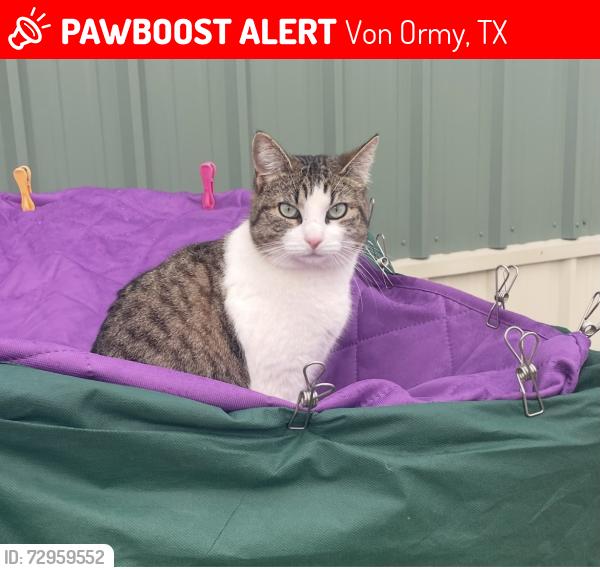 Lost Female Cat last seen Steven’s Rd, Von Ormy, TX 78073