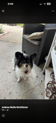 Lost Male Dog last seen Arnaudville Main Street next to Lisa’s Dance Studio, Arnaudville, LA 70512