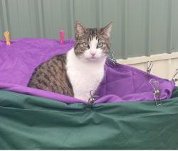Lost Female Cat last seen Steven’s Rd, Von Ormy, TX 78073