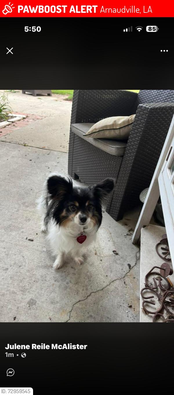Lost Male Dog last seen Arnaudville Main Street next to Lisa’s Dance Studio, Arnaudville, LA 70512