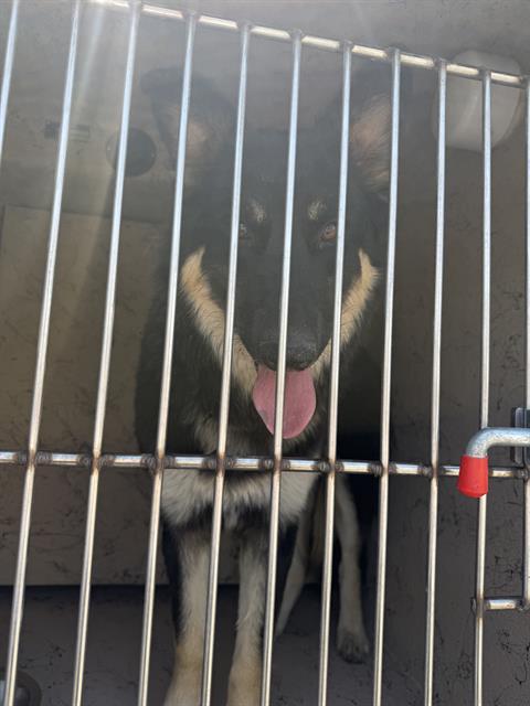 Shelter Stray Female Dog last seen Near BLOCK TWINING AVE, NORTH LAS VEGAS NV 89030, Las Vegas, NV 89101