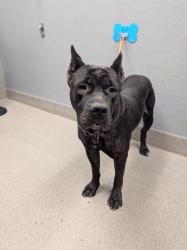 Shelter Stray Female Dog last seen , Las Vegas, NV 89101