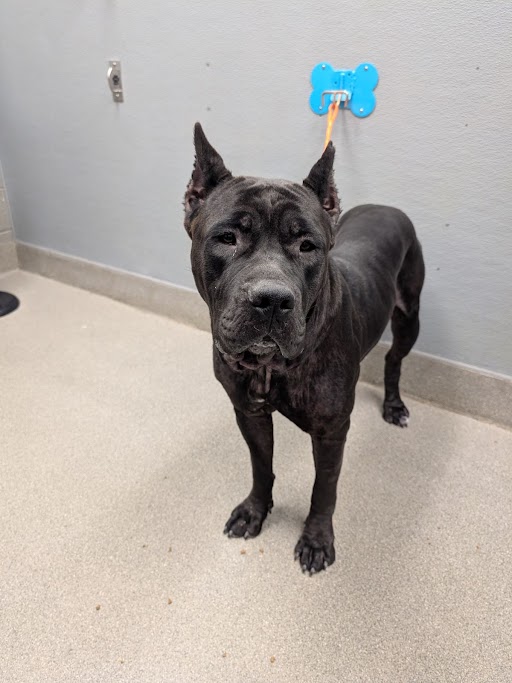 Shelter Stray Female Dog last seen , Las Vegas, NV 89101