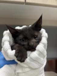 Shelter Stray Female Cat last seen Near BLOCK EVENING STORM CT, NORTH LAS VEGAS NV 89030, Las Vegas, NV 89101